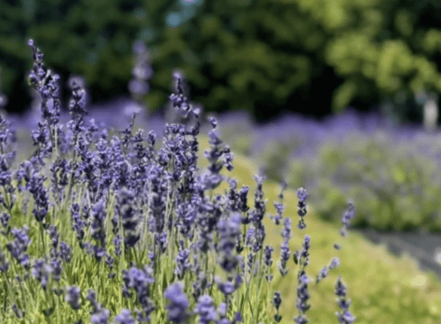 Lavender Fields - FREE All Month!