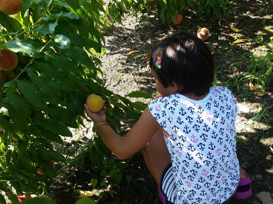 Bennett Orchards