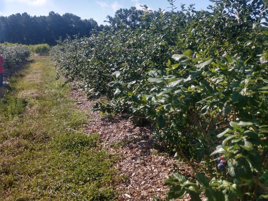 Bennett Orchards