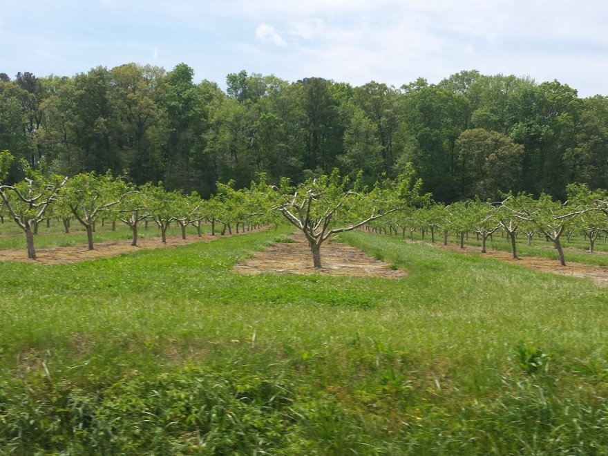 Bennett Orchards
