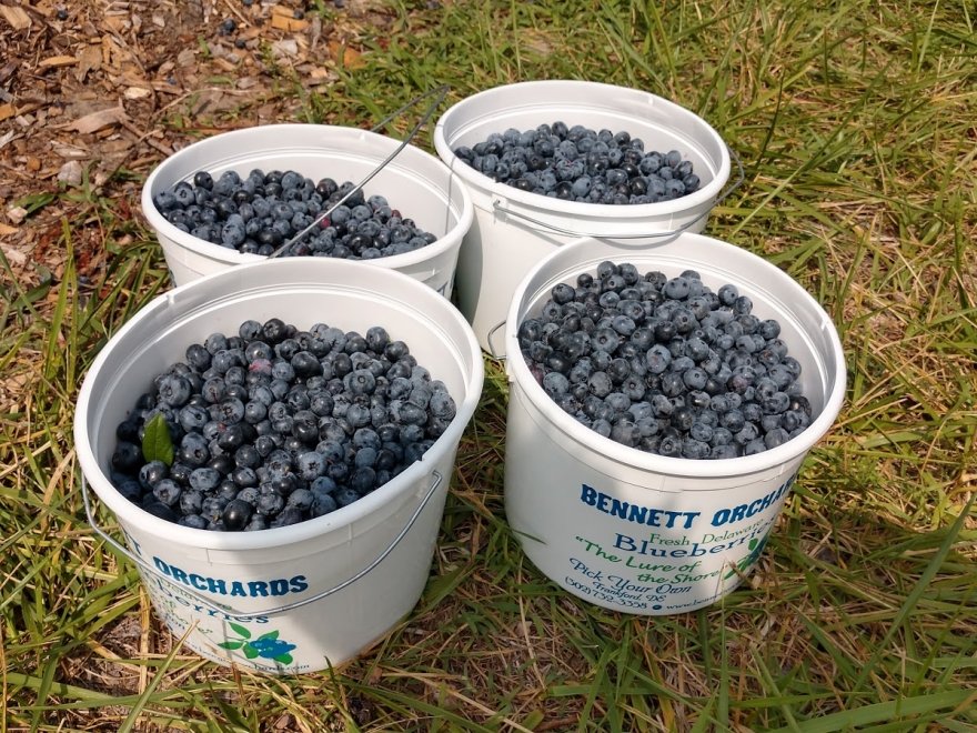 Bennett Orchards