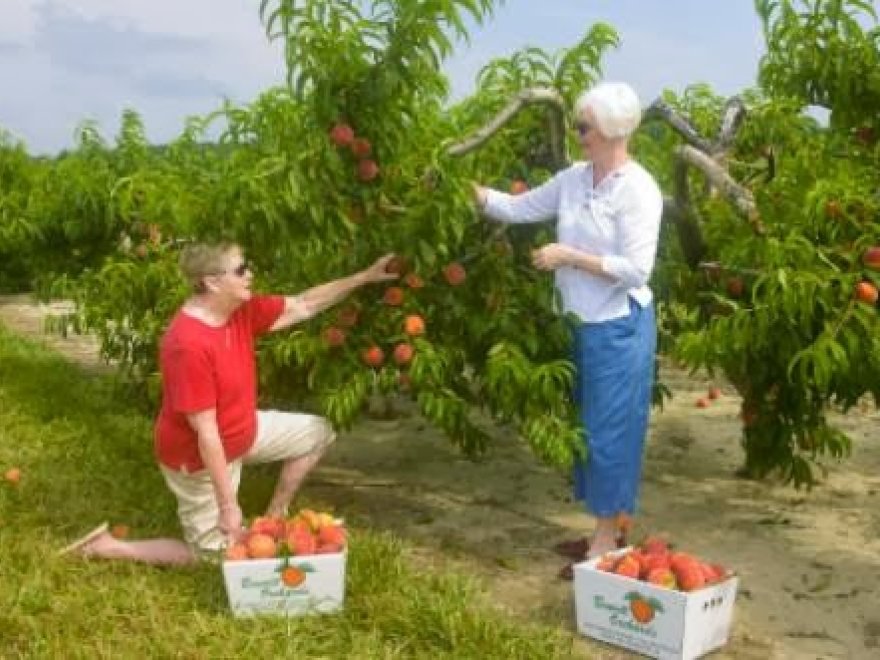 Bennett Orchards