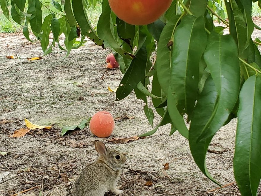 Bennett Orchards