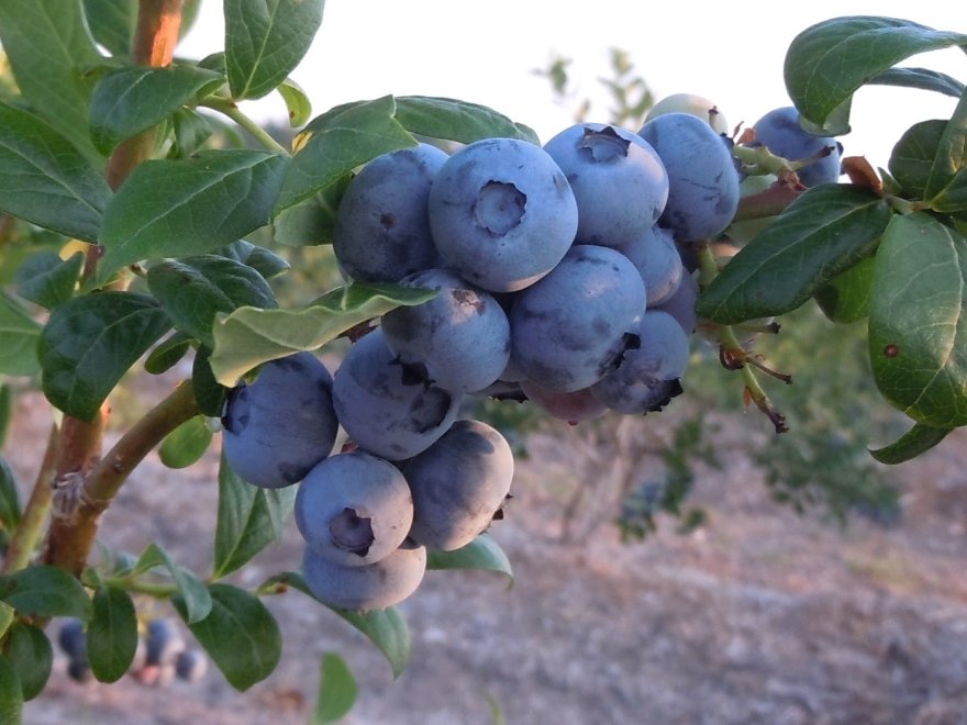 Bennett Orchards