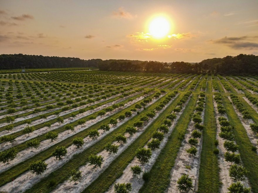 Bennett Orchards