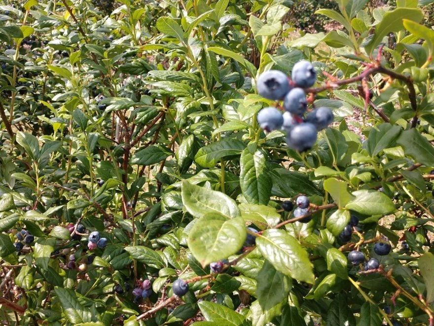Bennett Orchards