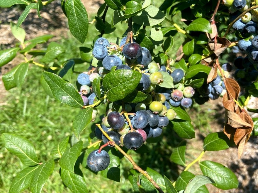 Bennett Orchards