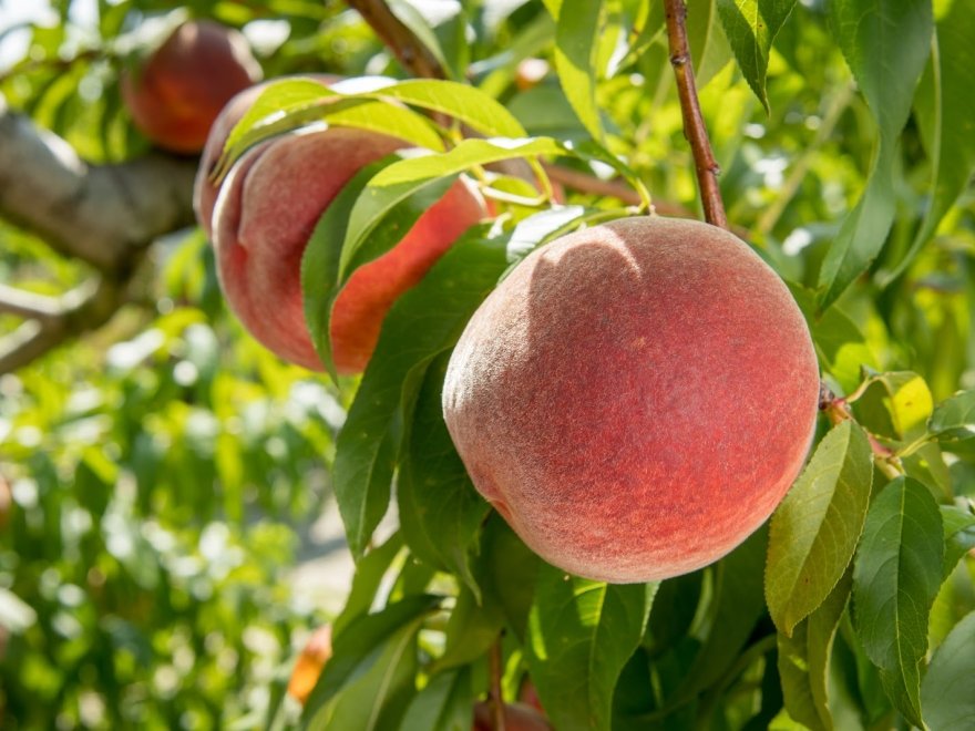 Bennett Orchards