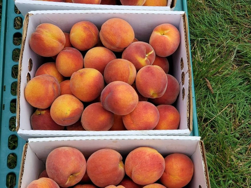 Bennett Orchards