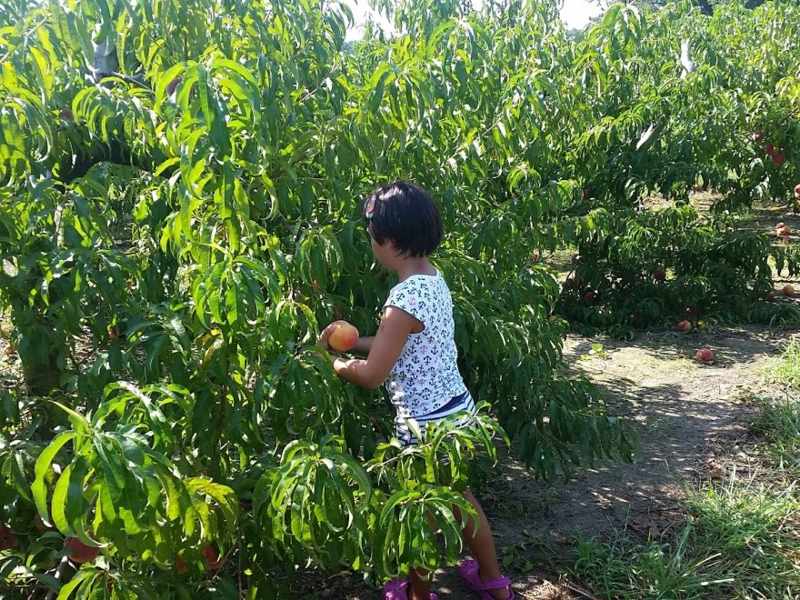 Bennett Orchards